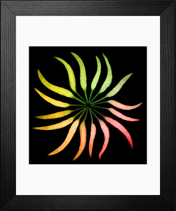 Framed Print : Chili Peppers, X-ray Framed Print : Chili Peppers, X-ray