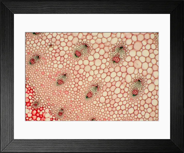 Framed Print : Butcher's Broom Stem under a microscope Framed Print : Butcher's Broom Stem under a microscope