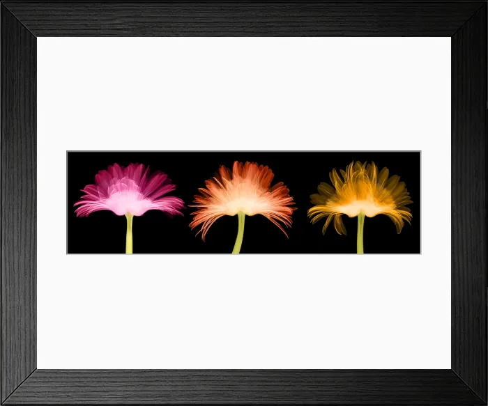 Framed Print : X-ray Gerber Daisies Framed Print : X-ray Gerber Daisies