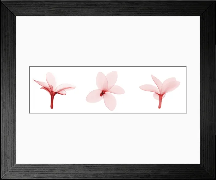 Framed Print : Fragipani (Plumeria) Flowers, X-ray