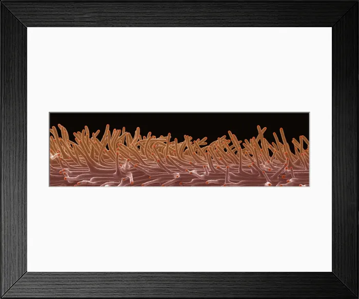 Framed Print : Cannabis Stigma, scanning electron micrograph Framed Print : Cannabis Stigma, scanning electron micrograph