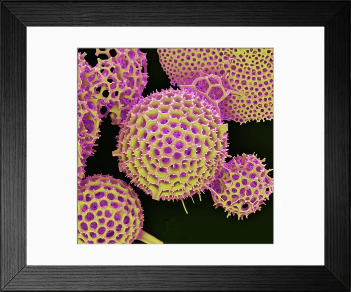 Framed Print : Radiolarian, scanning electron micrograph Framed Print : Radiolarian, scanning electron micrograph