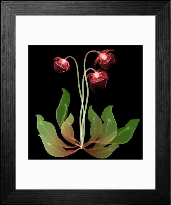Framed Print : Pitcher Plant Flowers, X-ray Framed Print : Pitcher Plant Flowers, X-ray