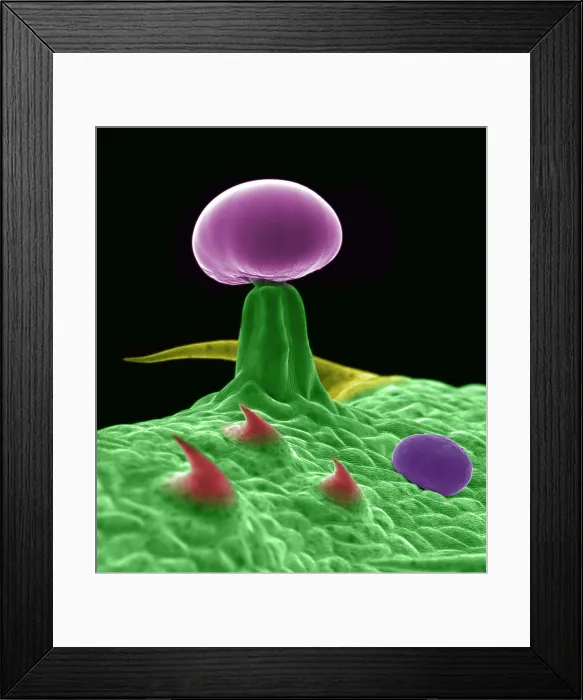 Framed Print : SEM Cannabis Trichomes Framed Print : SEM Cannabis Trichomes