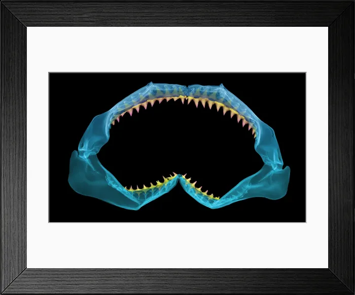 Framed Print : X-Ray of Shark Jaws Framed Print : X-Ray of Shark Jaws