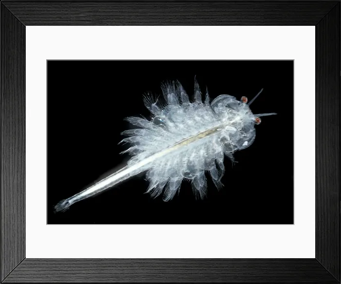 Framed Print : Brine Shrimp Framed Print : Brine Shrimp