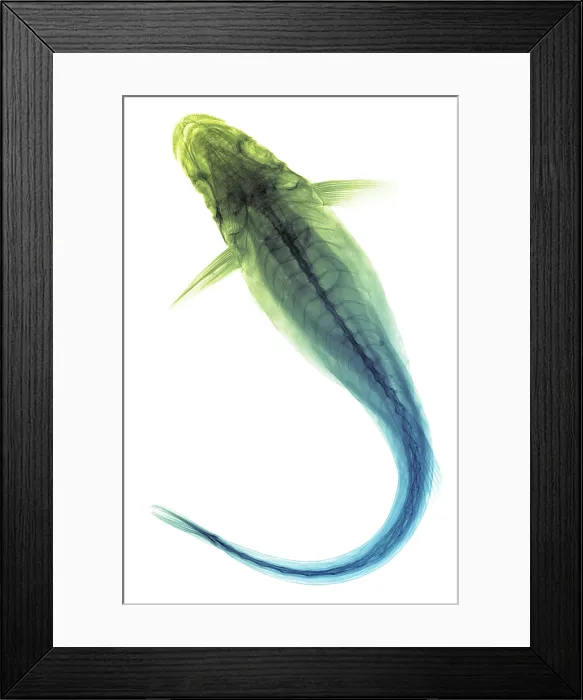 Framed Print : Remora Fish, X-ray Framed Print : Remora Fish, X-ray