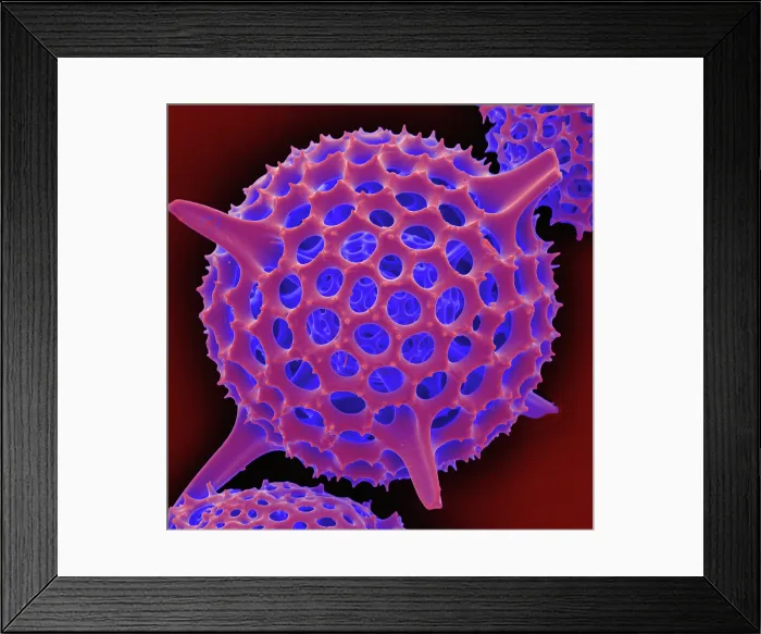 Framed Print : Radiolarian, scanning electron micrograph Framed Print : Radiolarian, scanning electron micrograph