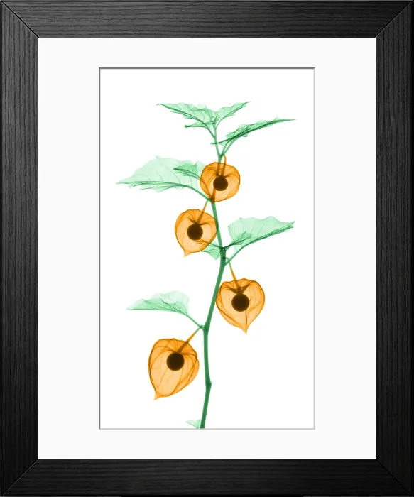 Framed Print : X-Ray of Chinese Lantern Plant Framed Print : X-Ray of Chinese Lantern Plant