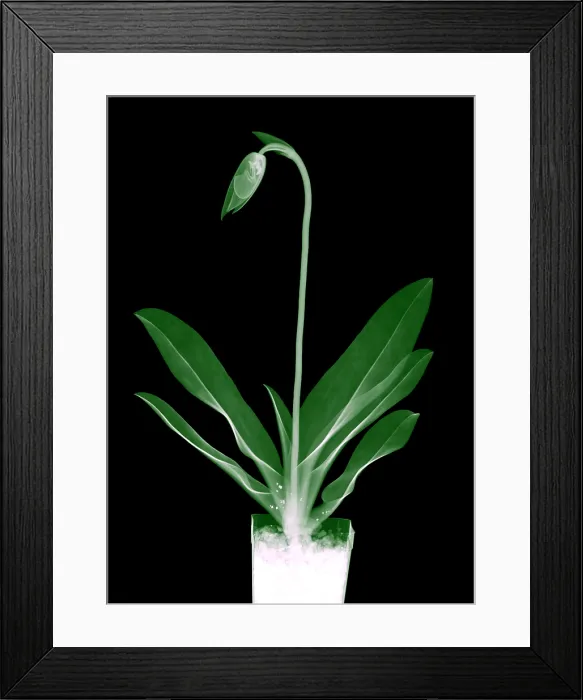 Framed Print : Orchid Plant X-Ray