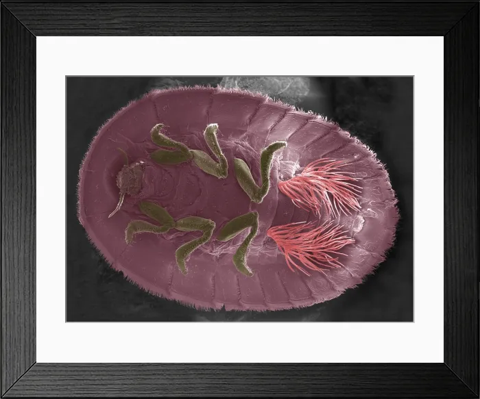 Framed Print : Water Penny Larva Framed Print : Water Penny Larva