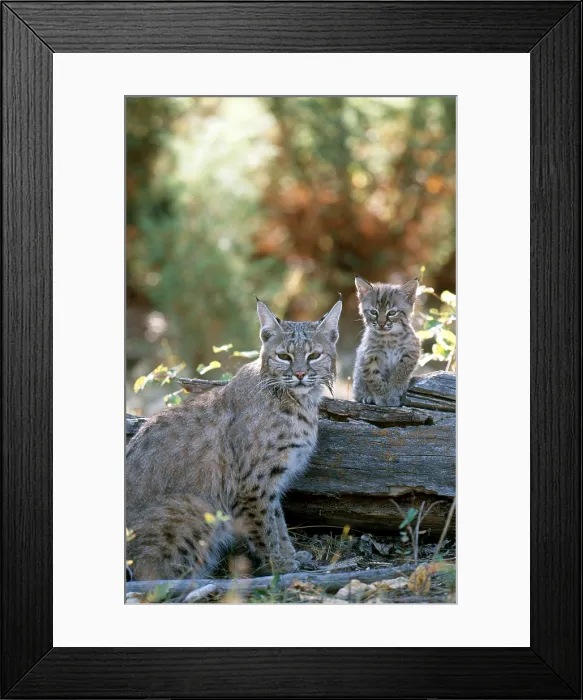 Framed Print : Bobcat adult and young (Lynx rufus) Framed Print : Bobcat adult and young (Lynx rufus)