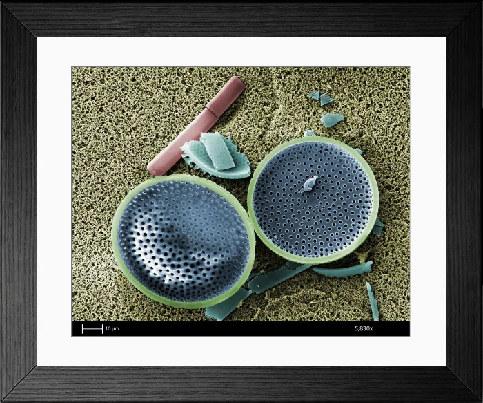 Framed Print : Saltwater Diatom Framed Print : Saltwater Diatom