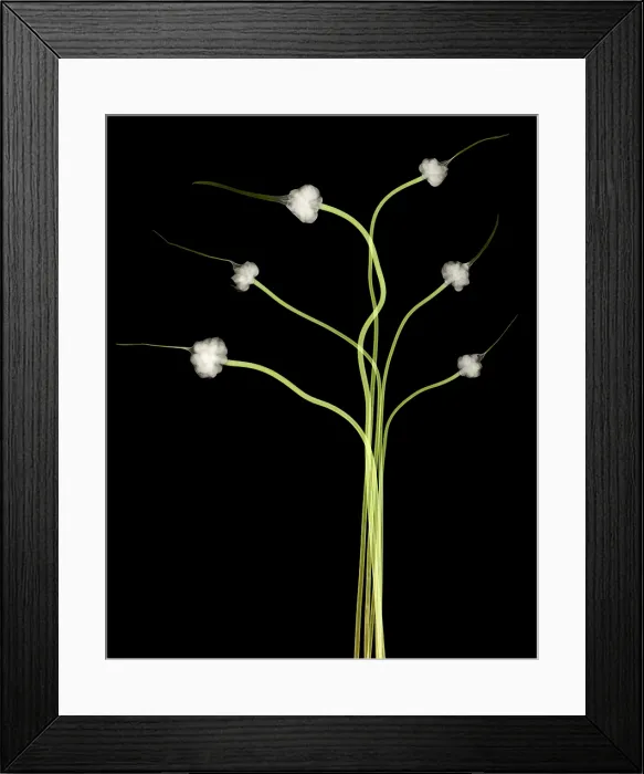 Framed Print : Hardneck Garlic Scapes, X-ray Framed Print : Hardneck Garlic Scapes, X-ray
