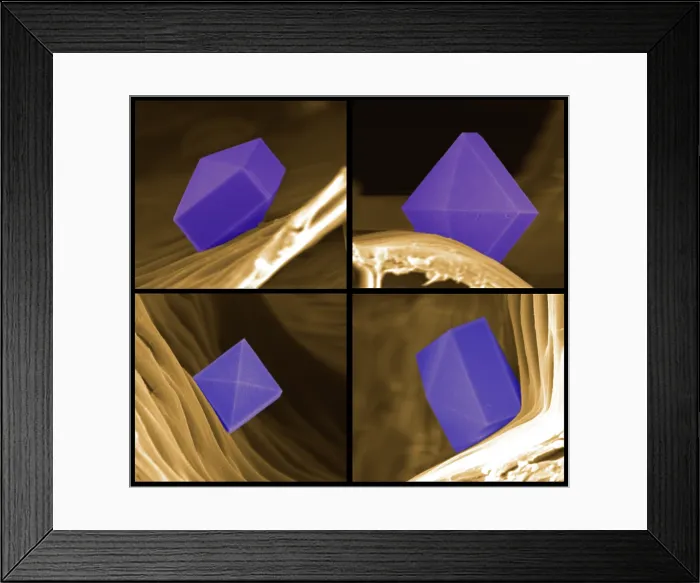 Framed Print : Crystals in Cannabis Roots Framed Print : Crystals in Cannabis Roots