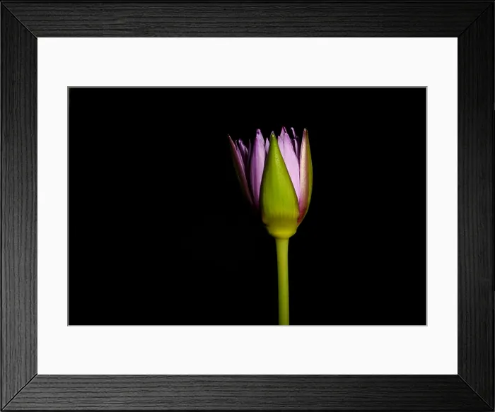 Framed Print : Waterlily opening (part of a series)