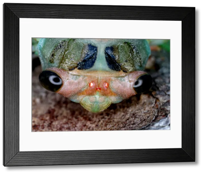 Framed Print : Head of cicada