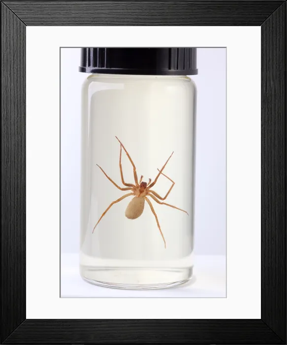 Framed Print : Brown Recluse Spider Framed Print : Brown Recluse Spider