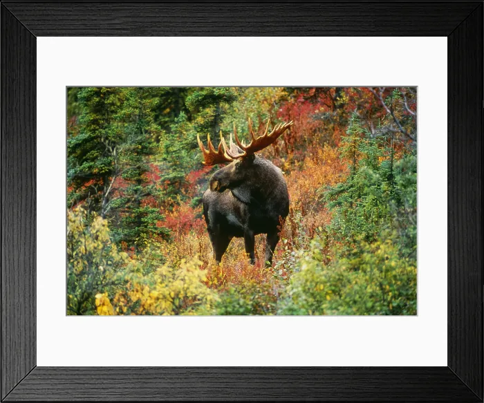 Framed Print : Moose. Bull moose (Alces alces); Denali National Park, Alaska, USA Framed Print : Moose. Bull moose (Alces alces); Denali National Park, Alaska, USA