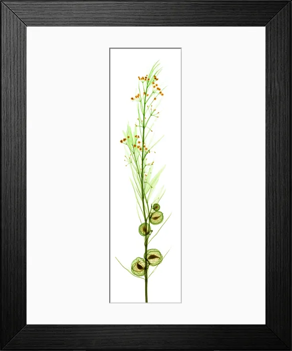 Framed Print : Milkweed, Gomphocarpus physocarpus, X-ray Framed Print : Milkweed, Gomphocarpus physocarpus, X-ray