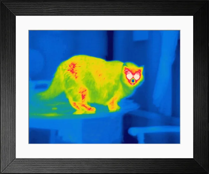 Framed Print : A thermogram of a long haired cat Framed Print : A thermogram of a long haired cat