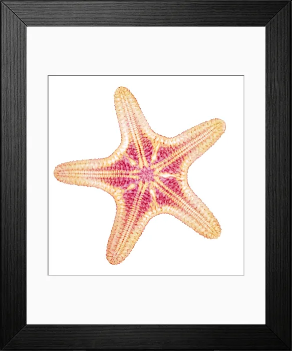 Framed Print : X-ray of Starfish Framed Print : X-ray of Starfish