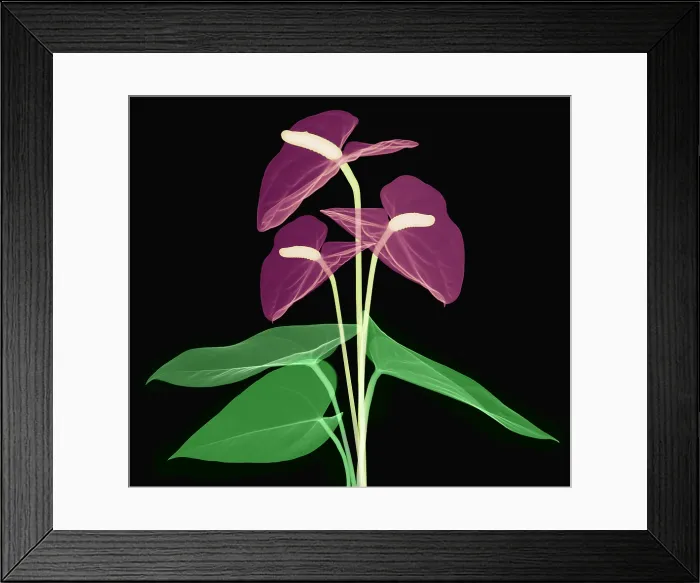 Framed Print : Anthurium Flowers, X-ray Framed Print : Anthurium Flowers, X-ray