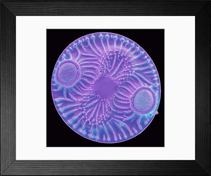 Framed Print : Radiolarian, scanning electron micrograph Framed Print : Radiolarian, scanning electron micrograph