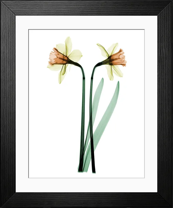 Framed Print : X-ray of Daffodil Flower Framed Print : X-ray of Daffodil Flower