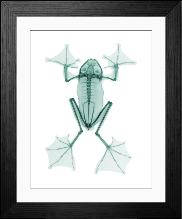 Framed Print : An X-Ray of a Flying Frog Framed Print : An X-Ray of a Flying Frog