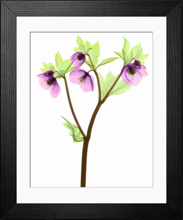 Framed Print : Hellebore Flowers, X-ray Framed Print : Hellebore Flowers, X-ray