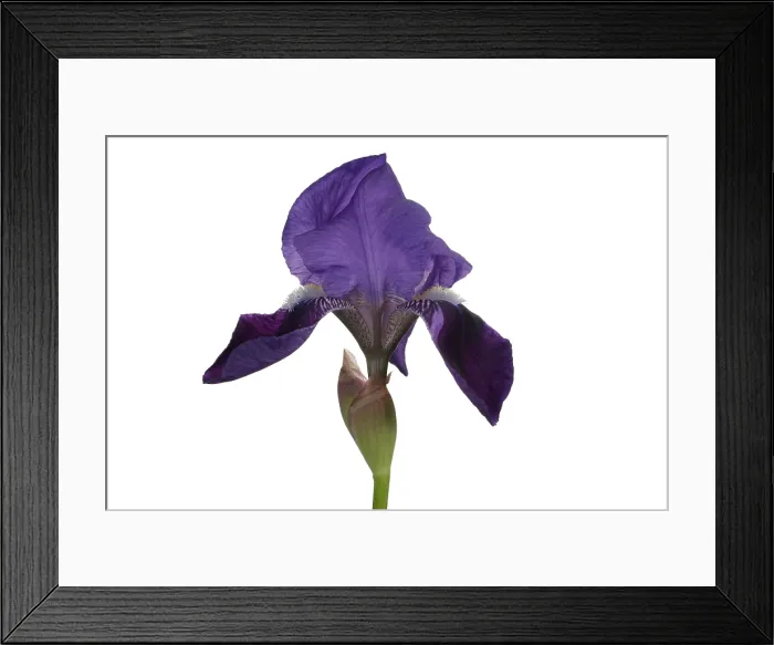 Framed Print : Blue Iris blooming Framed Print : Blue Iris blooming