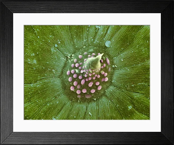 Framed Print : Hops Leaf, under a microscope (SEM) Framed Print : Hops Leaf, under a microscope (SEM)