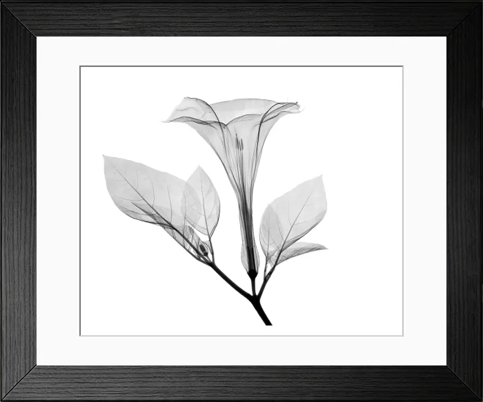 Framed Print : An X-ray of a Datura Flower