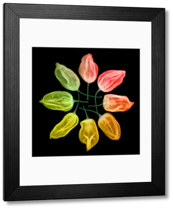 Framed Print : Habanero Chili Peppers, X-ray Framed Print : Habanero Chili Peppers, X-ray