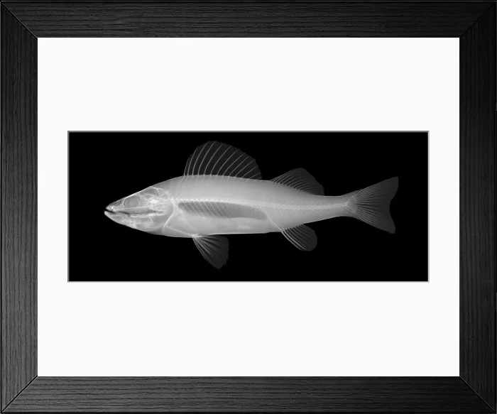 Framed Print : An X-ray of Yellow Perch Framed Print : An X-ray of Yellow Perch