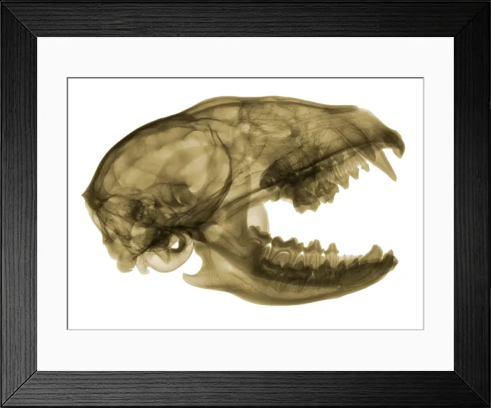 Framed Print : Raccoon Skull, X-ray