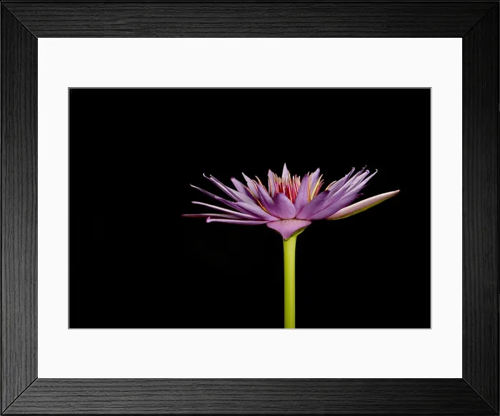 Framed Print : Waterlily opening (part of a series) Framed Print : Waterlily opening (part of a series)