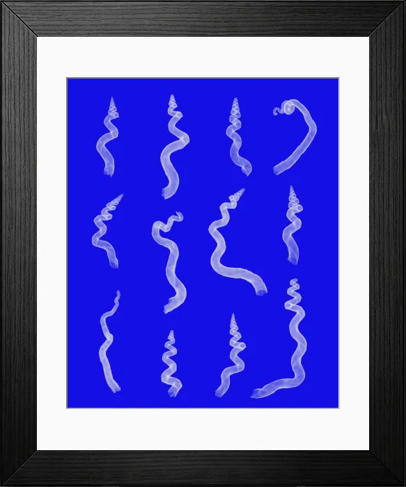 Framed Print : X-ray of worm shells