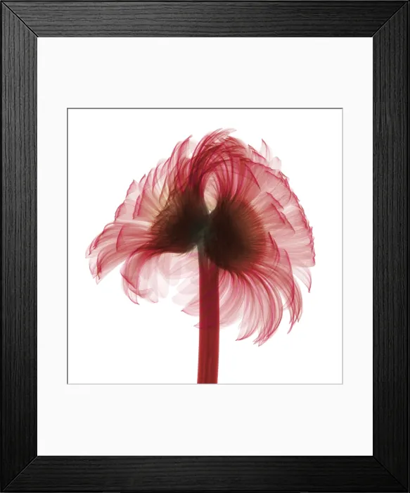 Framed Print : X-ray Gerber Daisy Framed Print : X-ray Gerber Daisy