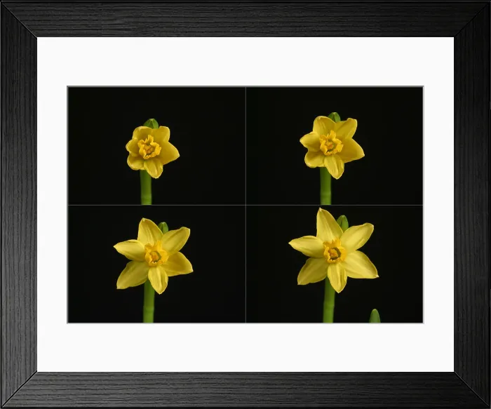 Framed Print : Daffodil blooming sequence