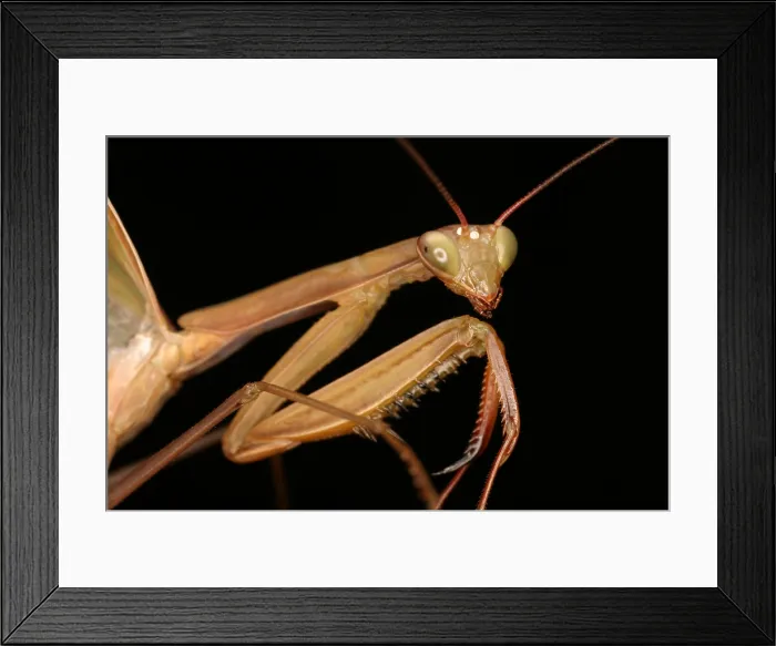 Framed Print : Praying mantis