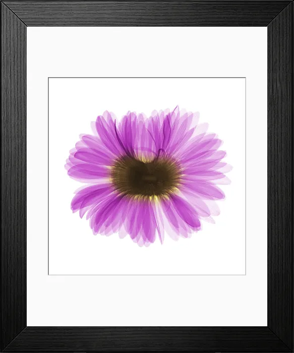 Framed Print : X-ray Gerber Daisy Framed Print : X-ray Gerber Daisy