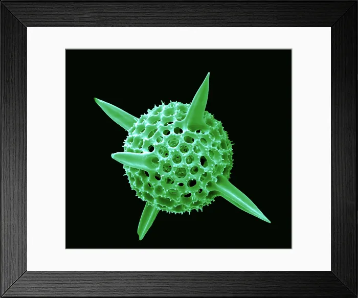 Framed Print : Radiolarian, scanning electron micrograph Framed Print : Radiolarian, scanning electron micrograph