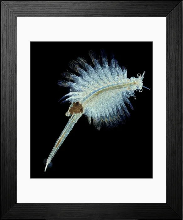 Framed Print : Female Brine Shrimp Framed Print : Female Brine Shrimp