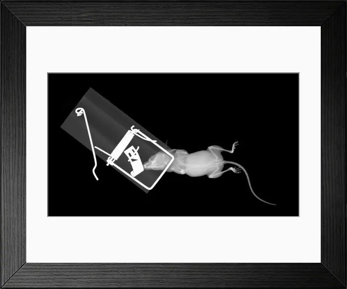 Framed Print : X-ray of a Mouse Caught in a Trap