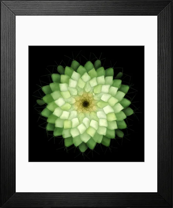 Framed Print : X-ray of Cactus Framed Print : X-ray of Cactus