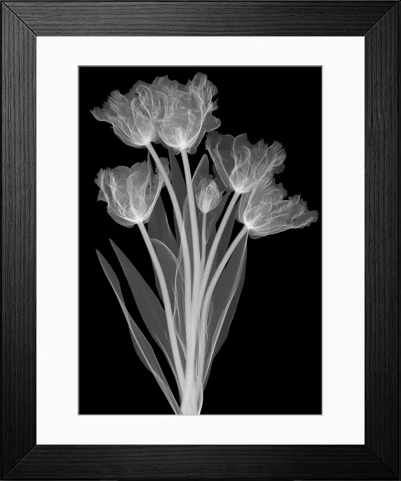 Framed Print : Tulips, X-ray Framed Print : Tulips, X-ray