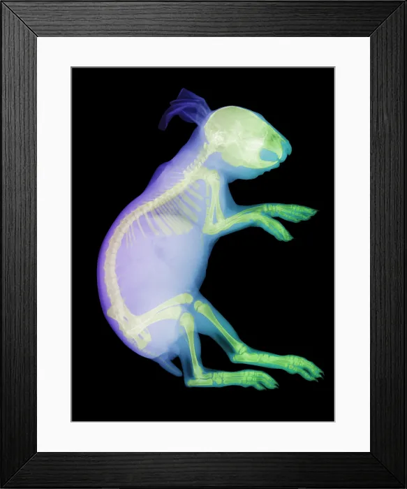 Framed Print : X-ray of a Rabbit Framed Print : X-ray of a Rabbit