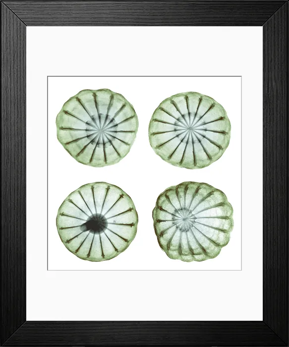 Framed Print : Opium Poppy Pods, X-ray